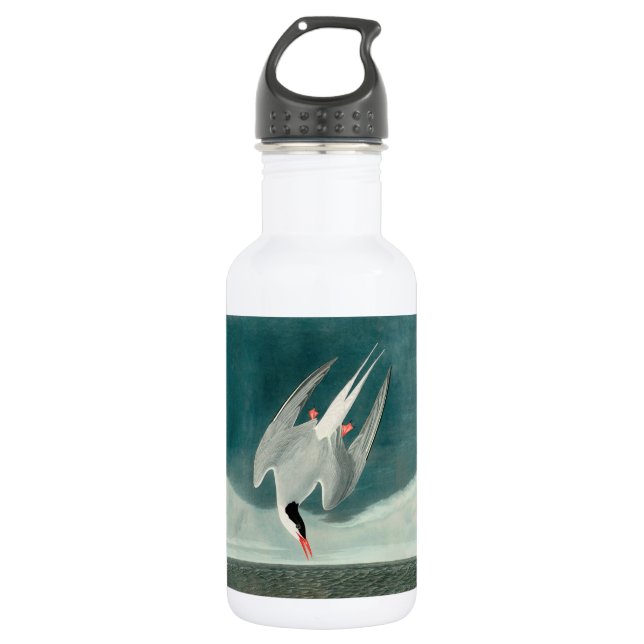 Arctic Tern Audubon Bird Wildlife Painting 532 Ml Water Bottle (Front)