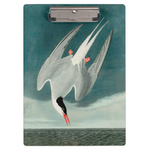 Arctic Tern Audubon Bird Wildlife Painting Clipboard