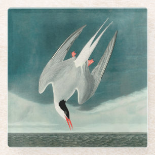 Arctic Tern Audubon Bird Wildlife Painting Glass Coaster