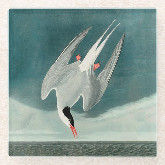 Arctic Tern Audubon Bird Wildlife Painting Glass Coaster (Front)