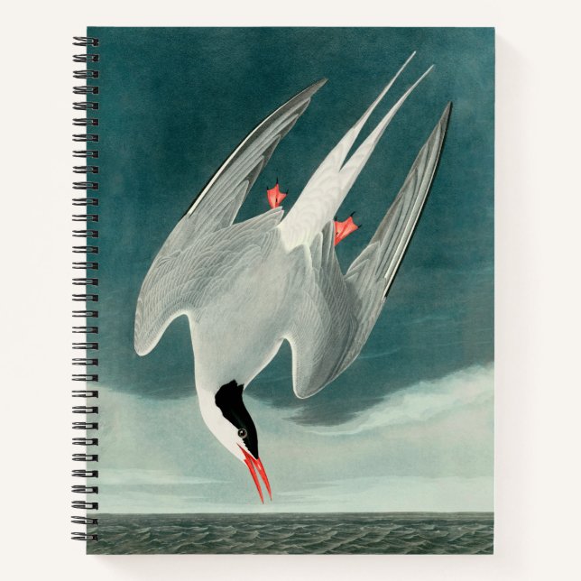 Arctic Tern Audubon Bird Wildlife Painting Notebook (Front)
