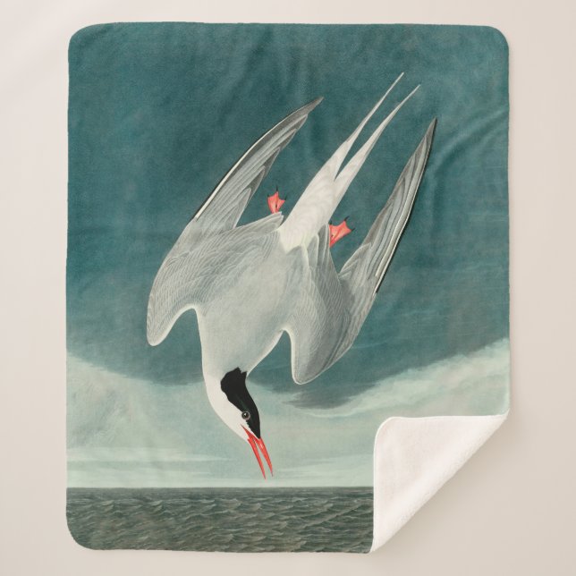 Arctic Tern Audubon Bird Wildlife Painting Sherpa Blanket (Front)