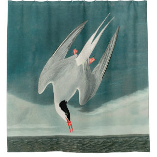 Arctic Tern Audubon Bird Wildlife Painting Shower Curtain