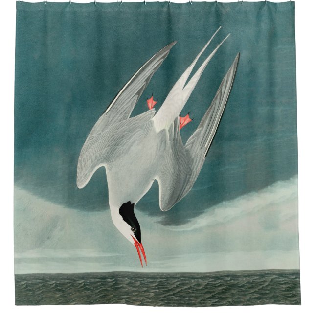 Arctic Tern Audubon Bird Wildlife Painting Shower Curtain (Front)