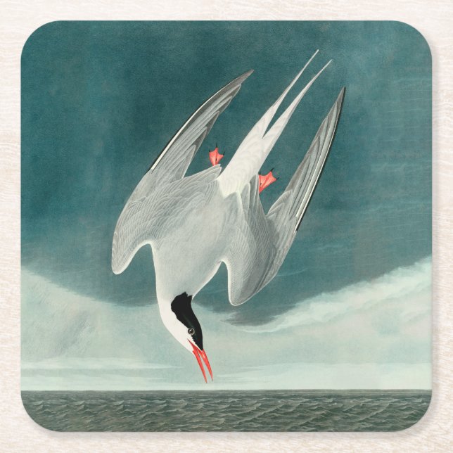 Arctic Tern Audubon Bird Wildlife Painting Square Paper Coaster (Front)