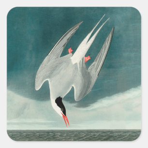 Arctic Tern Audubon Bird Wildlife Painting Square Sticker