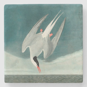 Arctic Tern Audubon Bird Wildlife Painting Stone Coaster