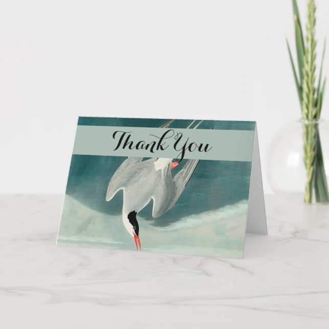 Arctic Tern Audubon Bird Wildlife Painting Thank You Card (Front)
