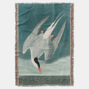 Arctic Tern Audubon Bird Wildlife Painting Throw Blanket