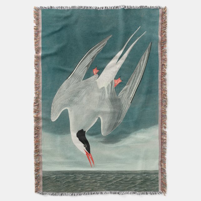 Arctic Tern Audubon Bird Wildlife Painting Throw Blanket (Front Vertical)