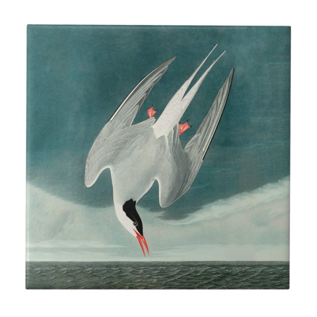 Arctic Tern Audubon Bird Wildlife Painting Tile (Front)