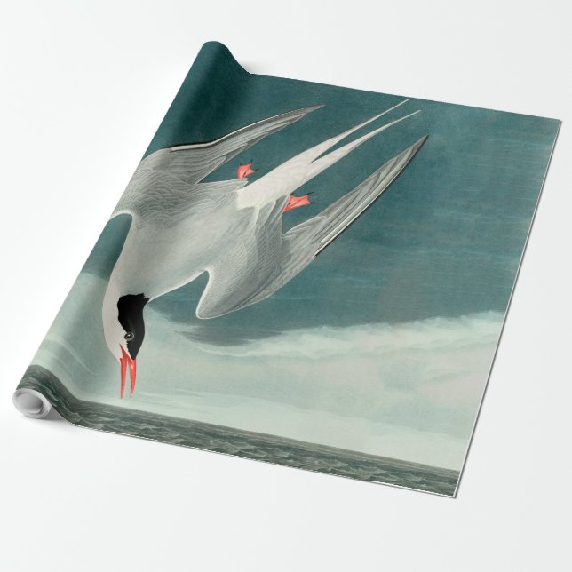 Arctic Tern Audubon Bird Wildlife Painting Wrapping Paper (Unrolled)