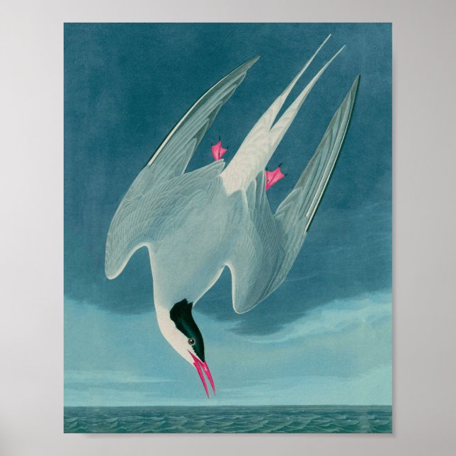 Arctic Tern Birds of America Audubon Print (Front)