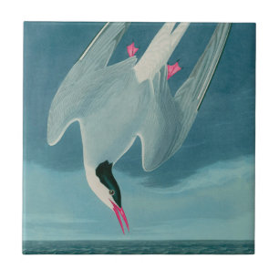Arctic Tern Birds of America Audubon Print Tile
