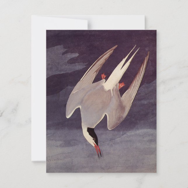 Arctic Tern by John James Audubon, Vintage Birds (Front)