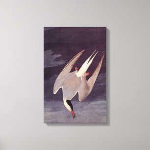 Arctic Tern by John James Audubon, Vintage Birds Canvas Print