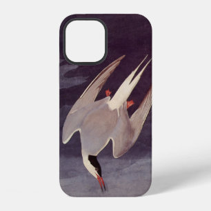 Arctic Tern by John James Audubon, Vintage Birds iPhone 12 Case