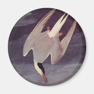 Arctic Tern by John James Audubon, Vintage Birds Magnet