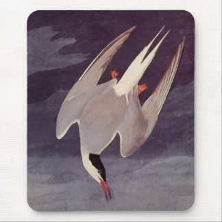 Arctic Tern by John James Audubon, Vintage Birds Mouse Mat
