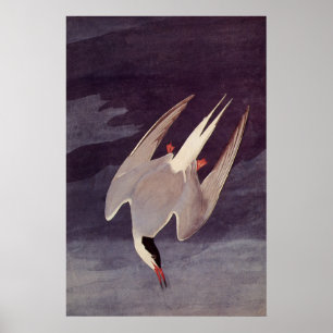 Arctic Tern by John James Audubon, Vintage Birds Poster