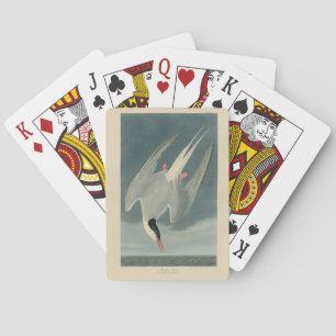 Arctic Tern from Audubon's Birds of America Playing Cards