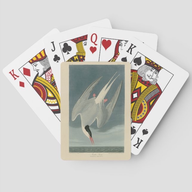 Arctic Tern from Audubon's Birds of America Playing Cards (Back)