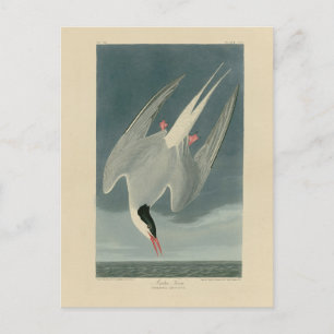 Arctic Tern from Audubon's Birds of America Postcard