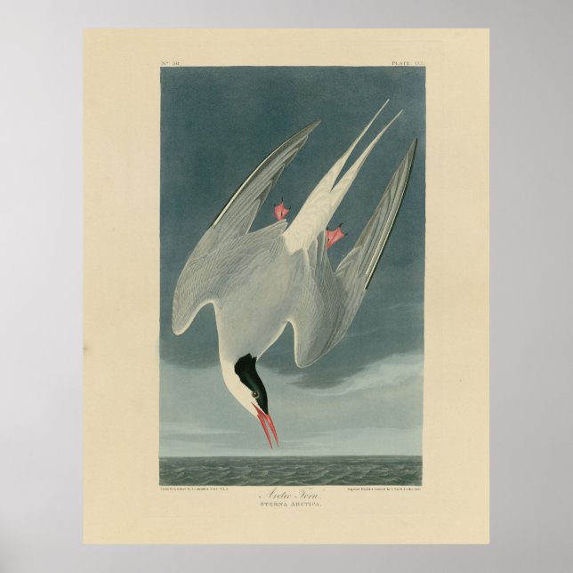 Arctic Tern from Audubon's Birds of America Poster (Front)