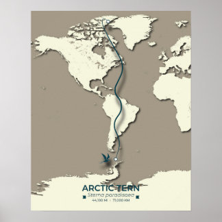 Arctic Tern Migration Map – Minimalist Vintage  Poster