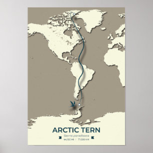 Arctic Tern Migration Map – Minimalist Vintage  Poster