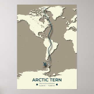 Arctic Tern Migration Map – Minimalist Vintage  Poster