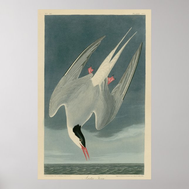Arctic Tern Poster (Front)