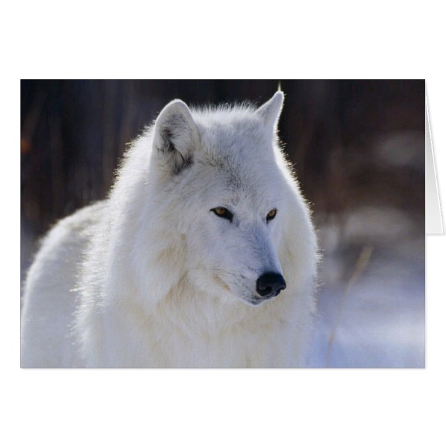 Arctic White Wolf Blank Card (Front Horizontal)