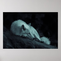 Arctic (White) Wolf