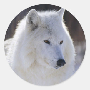 Arctic White Wolf Stickers