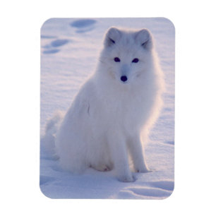 Arctic Winter Fox Photo Designed Magnet