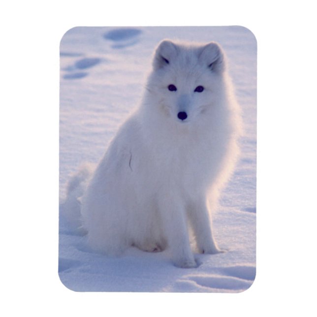 Arctic Winter Fox Photo Designed Magnet (Vertical)