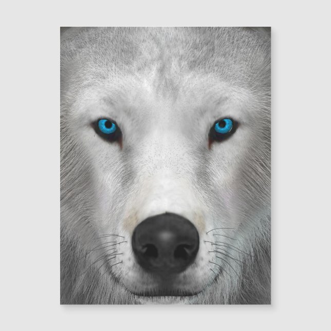 Arctic Wolf (Front)