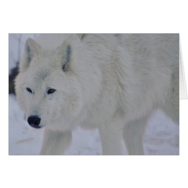 Arctic Wolf (Front Horizontal)