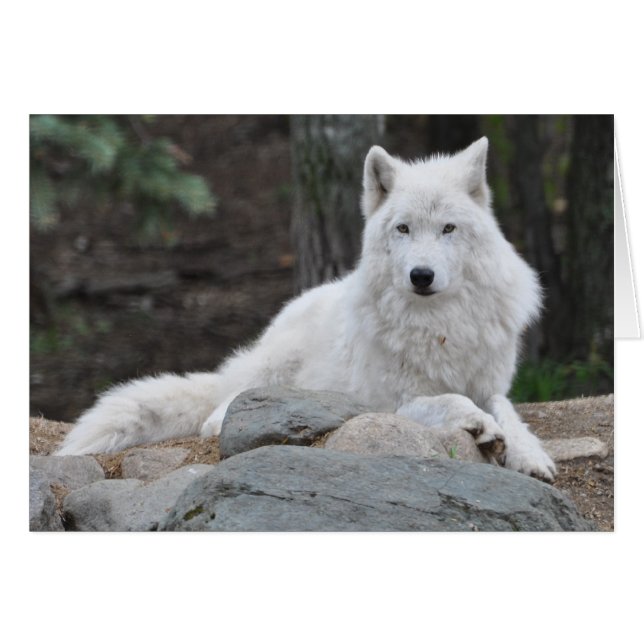 Arctic Wolf (Front Horizontal)