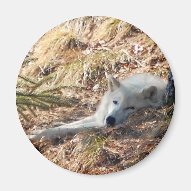 Arctic Wolf #2 Magnet (Front)