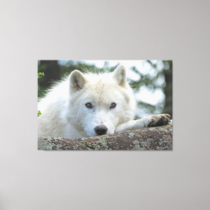 ARCTIC WOLF 32x48 Canvas Print