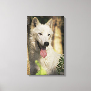 Arctic wolf in forest canvas print