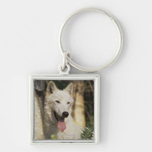 Arctic wolf in forest key ring