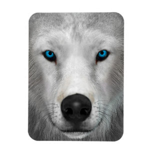 Arctic Wolf Magnet