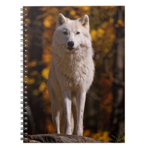 Arctic Wolf On Rock Notebook