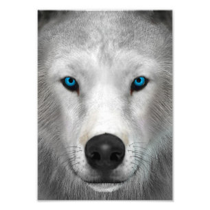 Arctic Wolf Photo Print