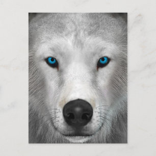 Arctic Wolf Postcard