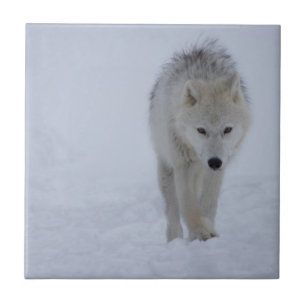 Arctic wolf tile