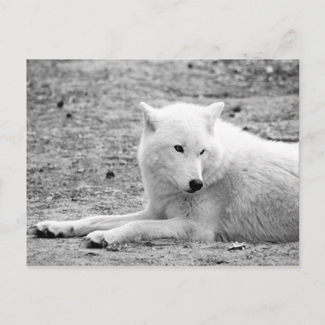 Arctic wolf - white wolf postcard (Front)
